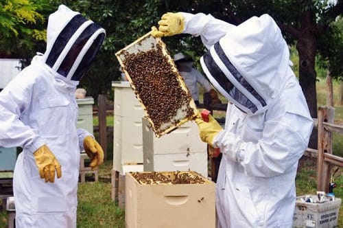 apicultura pentru incepatori apicultura pentru incepatori