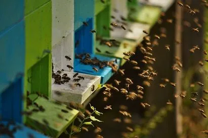 microclimatul albinelor