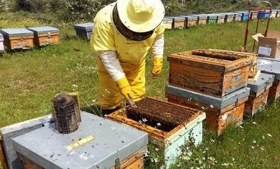 cum-sa-cresti-productia-de-miere